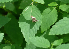 Trichodezia albovittata