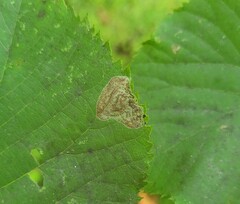 Phyllonorycter tiliacella