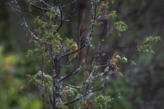 Phylloscopus