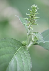 Achyranthes japonica