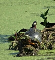 Chrysemys picta marginata