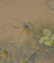Limnogonus