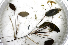 Potamogeton natans