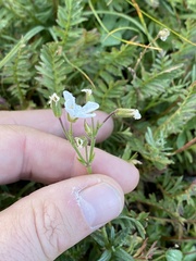 Cerastium arvense