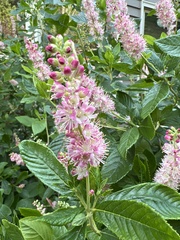 Clethra