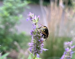 Anthidium manicatum