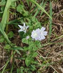 Malva neglecta