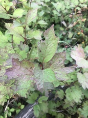 Viburnum edule
