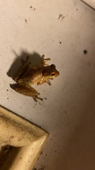 Osteopilus septentrionalis