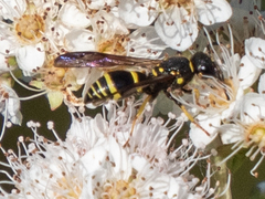 Ancistrocerus adiabatus