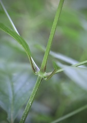 Achyranthes japonica
