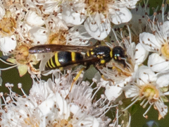 Ancistrocerus adiabatus