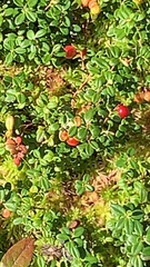 Vaccinium vitis-idaea