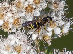 Ancistrocerus adiabatus