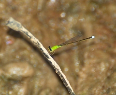 Ischnura capreolus