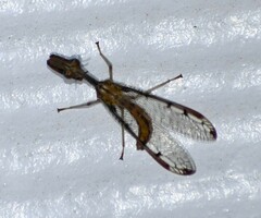 Dicromantispa interrupta