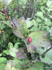 Viburnum edule