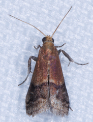 Eulogia ochrifrontella