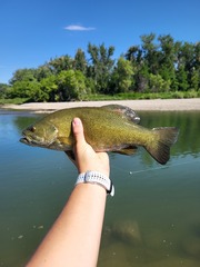 Micropterus dolomieu