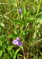 Mimulus ringens