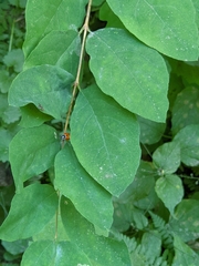 Symphoricarpos mollis