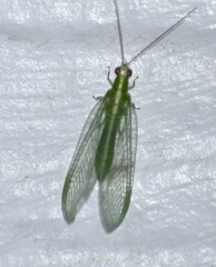 Chrysopodes collaris