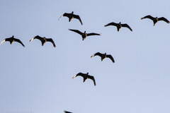 Dendrocygna autumnalis