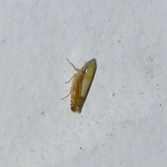 Scaphytopius elegans