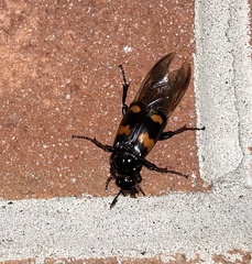 Nicrophorus orbicollis
