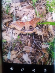 Antheraea polyphemus