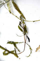Potamogeton alpinus