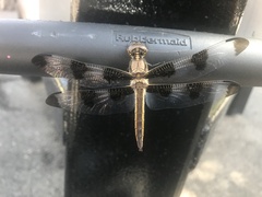 Libellula pulchella