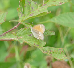 Coenonympha california
