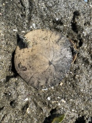 Dendraster excentricus