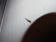 Apache degeeri