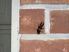 Nicrophorus orbicollis