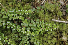 Gaultheria hispidula