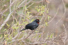 Chrysomus ruficapillus