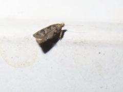 Choristoneura fumiferana