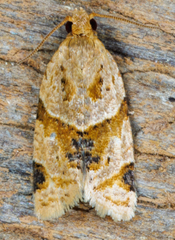 Clepsis peritana