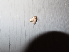 Aglossa costiferalis