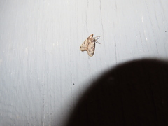 Aglossa costiferalis
