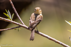 Empidonax fulvifrons