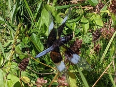 Libellula luctuosa