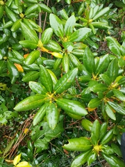 Rhododendron maximum