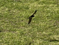 Hirundo neoxena