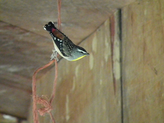 Pardalotus punctatus