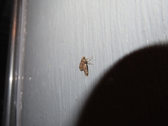 Aglossa costiferalis
