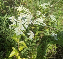 Pycnanthemum