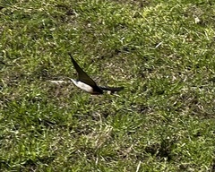 Hirundo neoxena